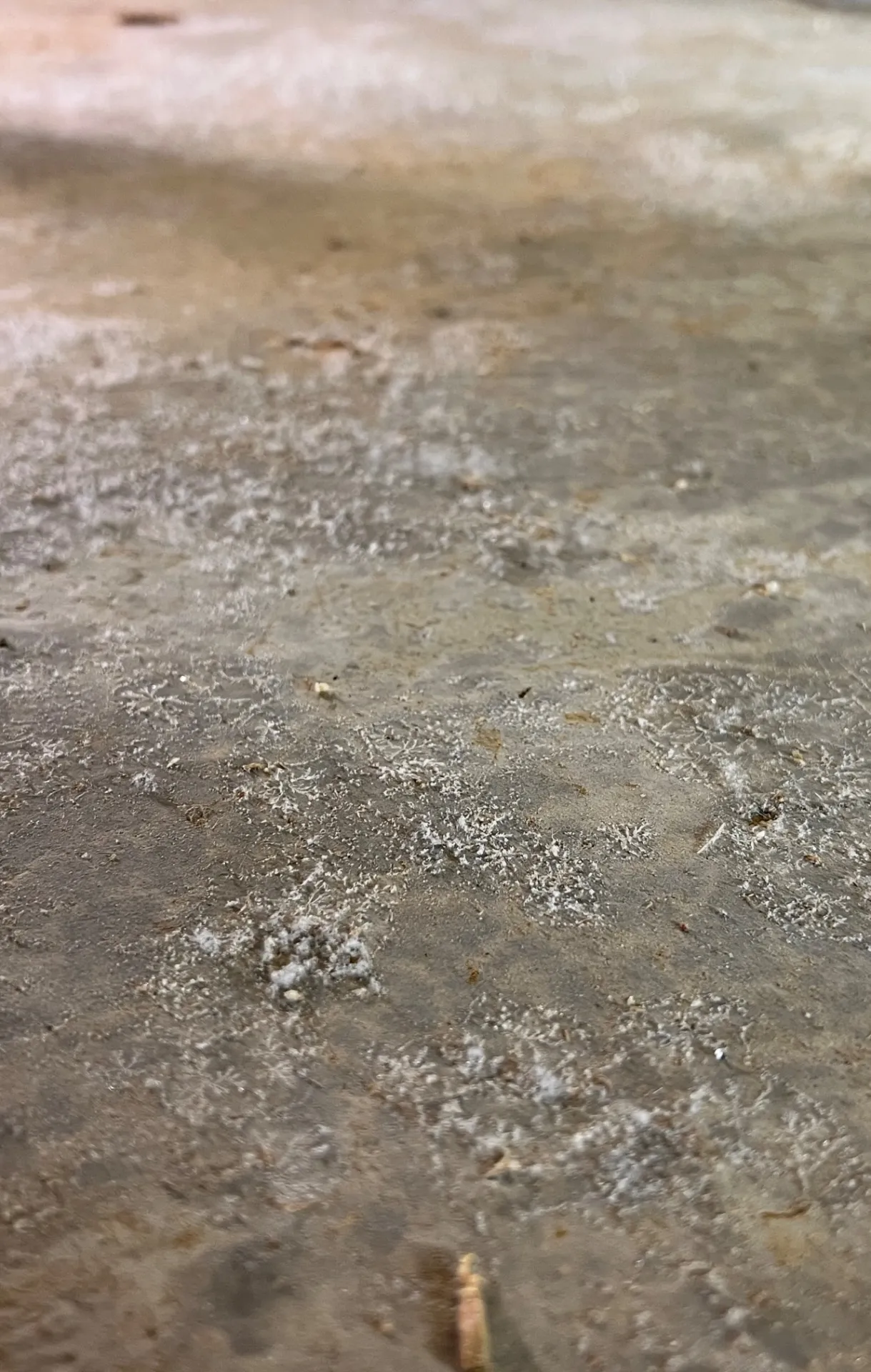 住宅が静かに壊れていく。カビによる「家屋の不治の病」と資産価値を奪う腐食の恐怖｜カビバスターズ岐阜